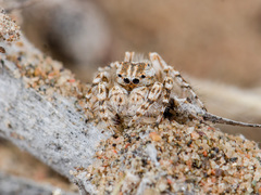 Yllenus turkestanicus