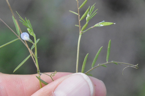 Image of Pygmyflower Vetch (Vicia minutiflora) by (c) Dan Johnson, some rights reserved (CC BY)