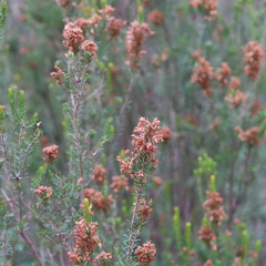 Erica multiflora