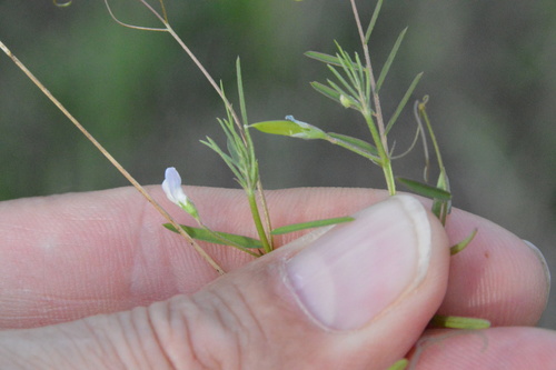 Image of Pygmyflower Vetch (Vicia minutiflora) by (c) Dan Johnson, some rights reserved (CC BY)