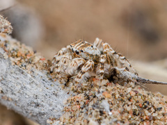 Yllenus turkestanicus