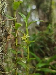 Angraecum