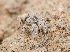 Yllenus turkestanicus