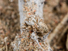 Yllenus turkestanicus