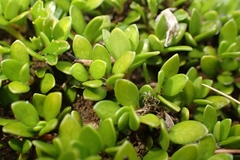 Coprosma perpusilla