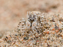 Yllenus turkestanicus