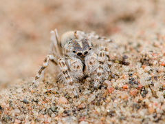 Yllenus turkestanicus