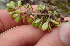Coprosma perpusilla