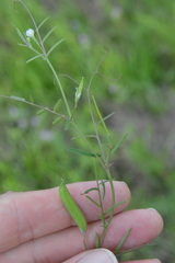 Vicia minutiflora