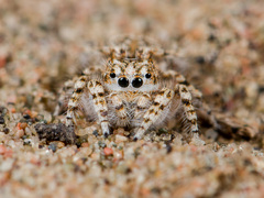 Yllenus turkestanicus