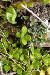 Coprosma perpusilla