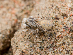 Yllenus turkestanicus