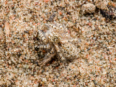 Yllenus turkestanicus