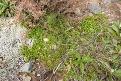 Coprosma perpusilla