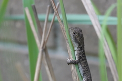 Intellagama lesueurii