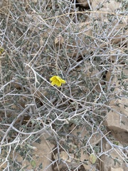 Helianthemum stipulatum