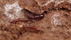 Acanthostichus brevicornis