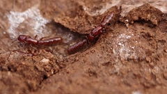 Acanthostichus brevicornis