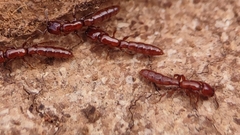 Acanthostichus brevicornis