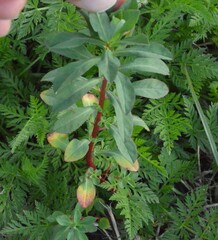 Euphorbia spathulata
