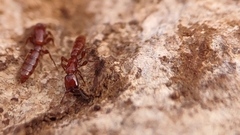 Acanthostichus brevicornis