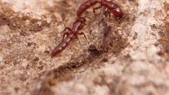 Acanthostichus brevicornis