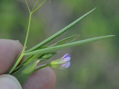Lathyrus pusillus