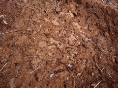 Acanthostichus brevicornis