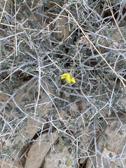 Helianthemum stipulatum