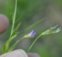 Lathyrus pusillus