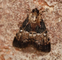 Orthaga atribasalis