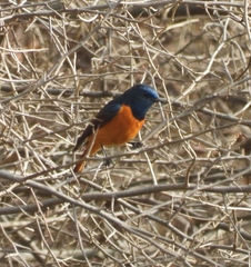 Phoenicurus frontalis