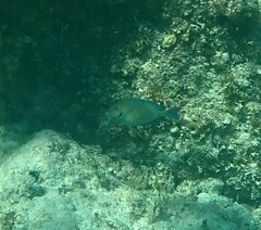 Acanthurus chirurgus