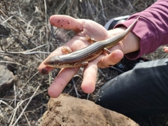 Plestiodon obsoletus