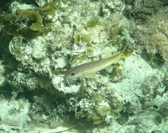 Mulloidichthys martinicus