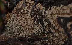 Merismodes