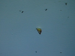 Chrysolarentia mecynata