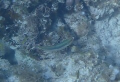 Halichoeres maculipinna