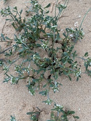 Lobularia libyca