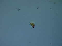 Chrysolarentia mecynata