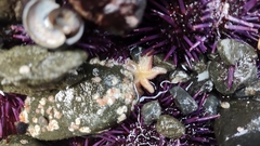 Leptasterias hexactis