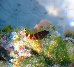 Malacoctenus triangulatus