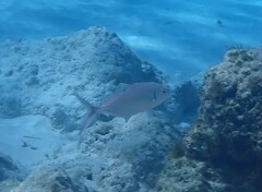 Caranx