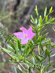 Boronia pinnata