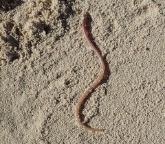 Ichthyapus ophioneus