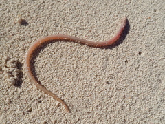 Ichthyapus ophioneus