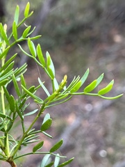 Boronia pinnata