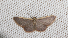 Idaea costaria