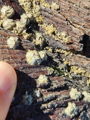 Austrominius modestus