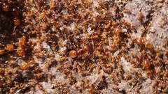 Pheidole cerebrosior